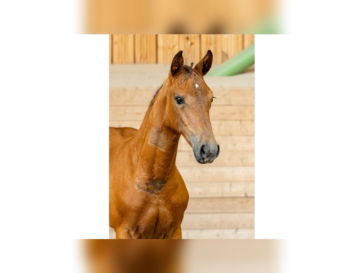 Zweeds warmbloed Merrie Veulen (06/2025) in Flyinge