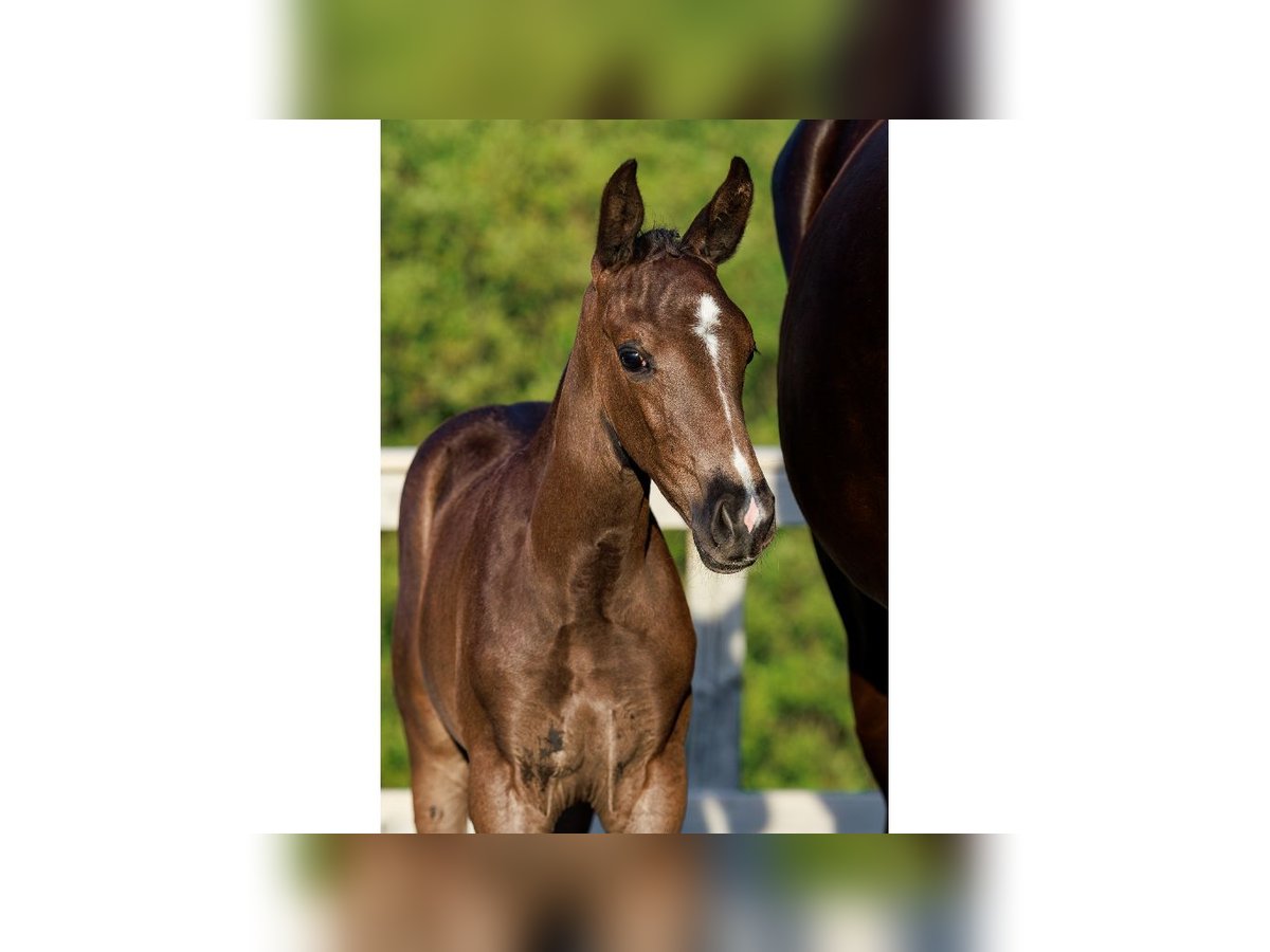 Zweeds warmbloed Merrie Veulen (06/2025) Zwart in Flyinge