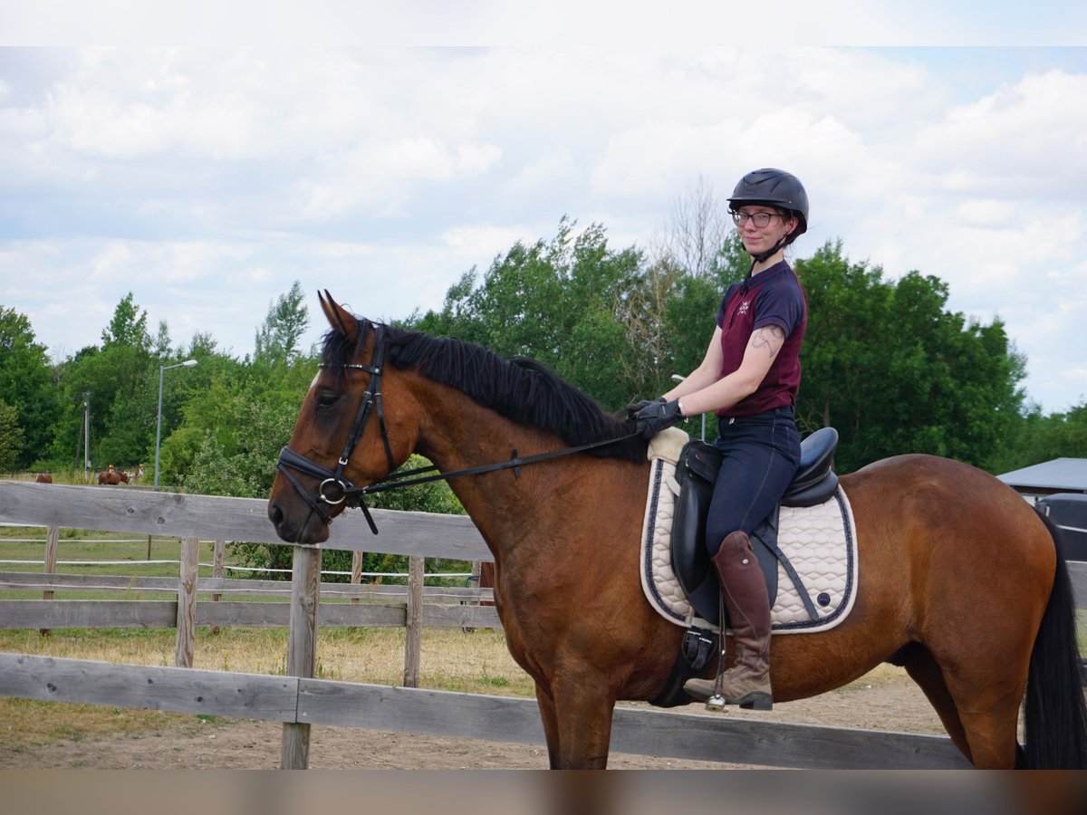 Zweeds warmbloed Mix Ruin 4 Jaar 162 cm Bruin in Leipzig
