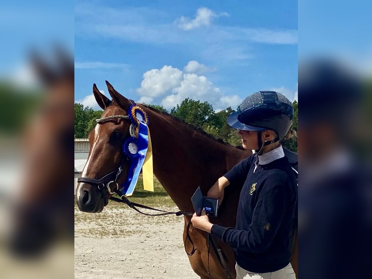Zweeds warmbloed Ruin 4 Jaar 164 cm Bruin in Stockholm