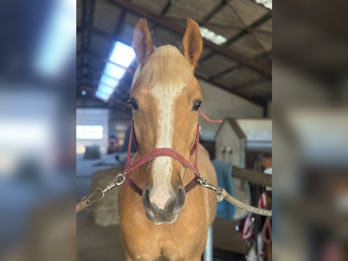 Zweeds warmbloed Ruin 4 Jaar 166 cm Palomino in Aars