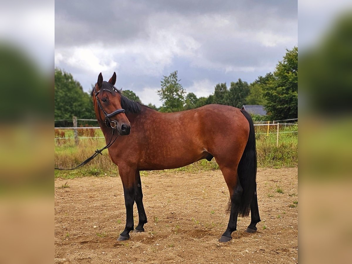 Zweeds warmbloed Mix Ruin 5 Jaar 165 cm Bruin in Leipzig