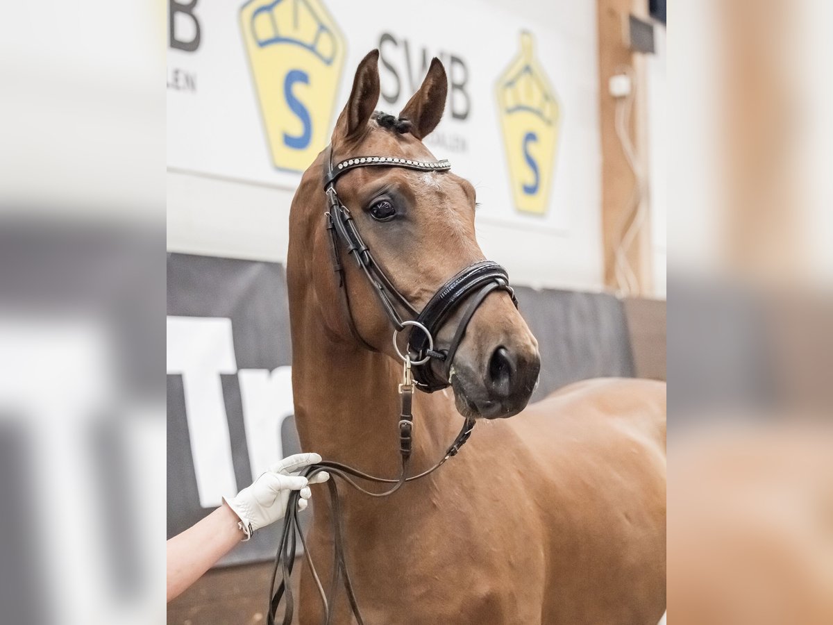 Zweeds warmbloed Ruin 6 Jaar 173 cm Roodbruin in Garphyttan