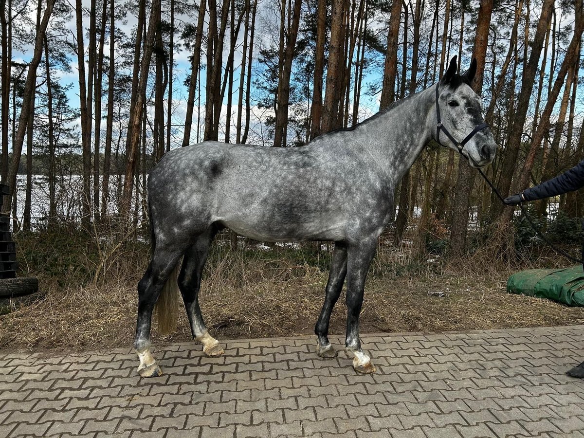 Zweeds warmbloed Ruin 6 Jaar 180 cm Schimmel in Thomasburg