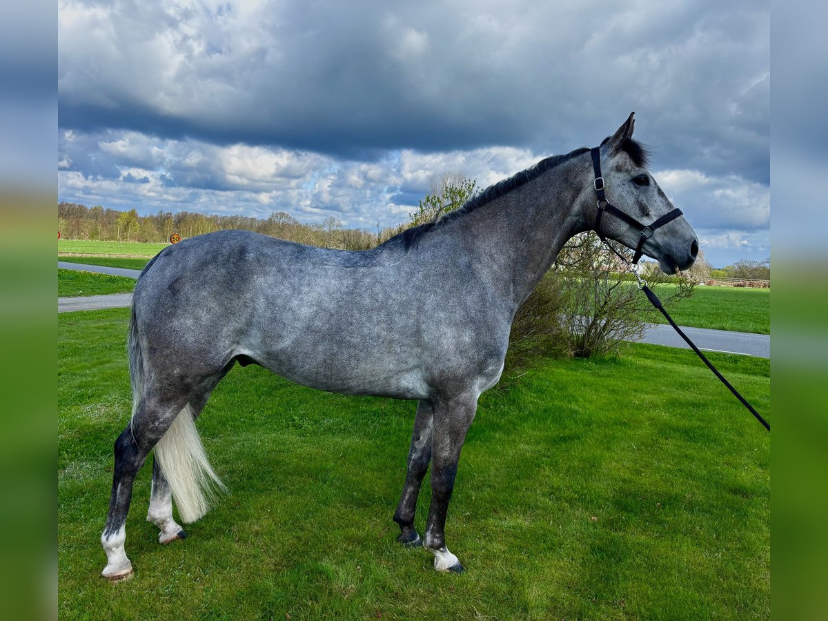 Zweeds warmbloed Ruin 6 Jaar in Grevlunda