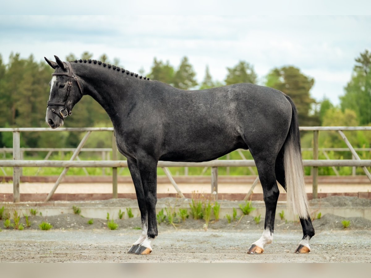 Zweeds warmbloed Ruin 7 Jaar 163 cm Schimmel in Sigtuna