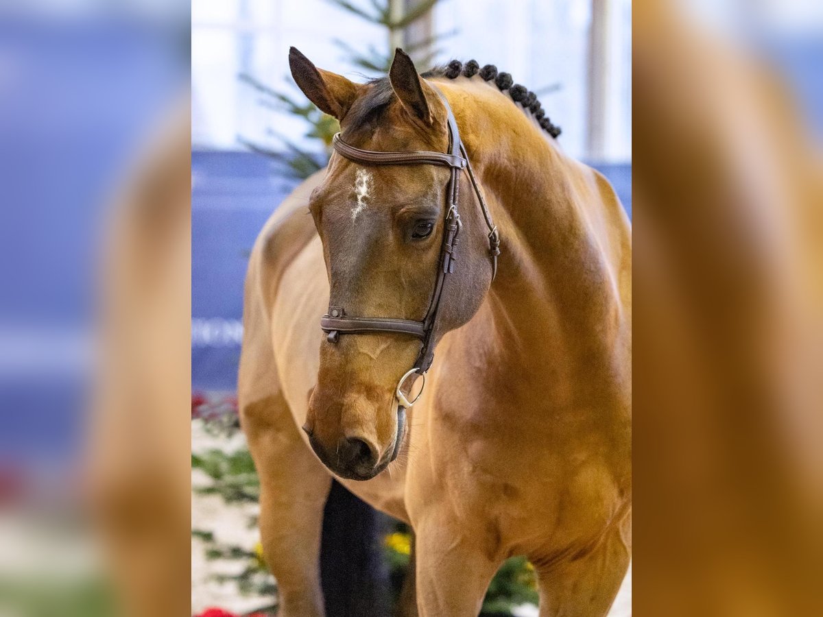 Zweeds warmbloed Ruin 7 Jaar 176 cm Bruin in Diepholz