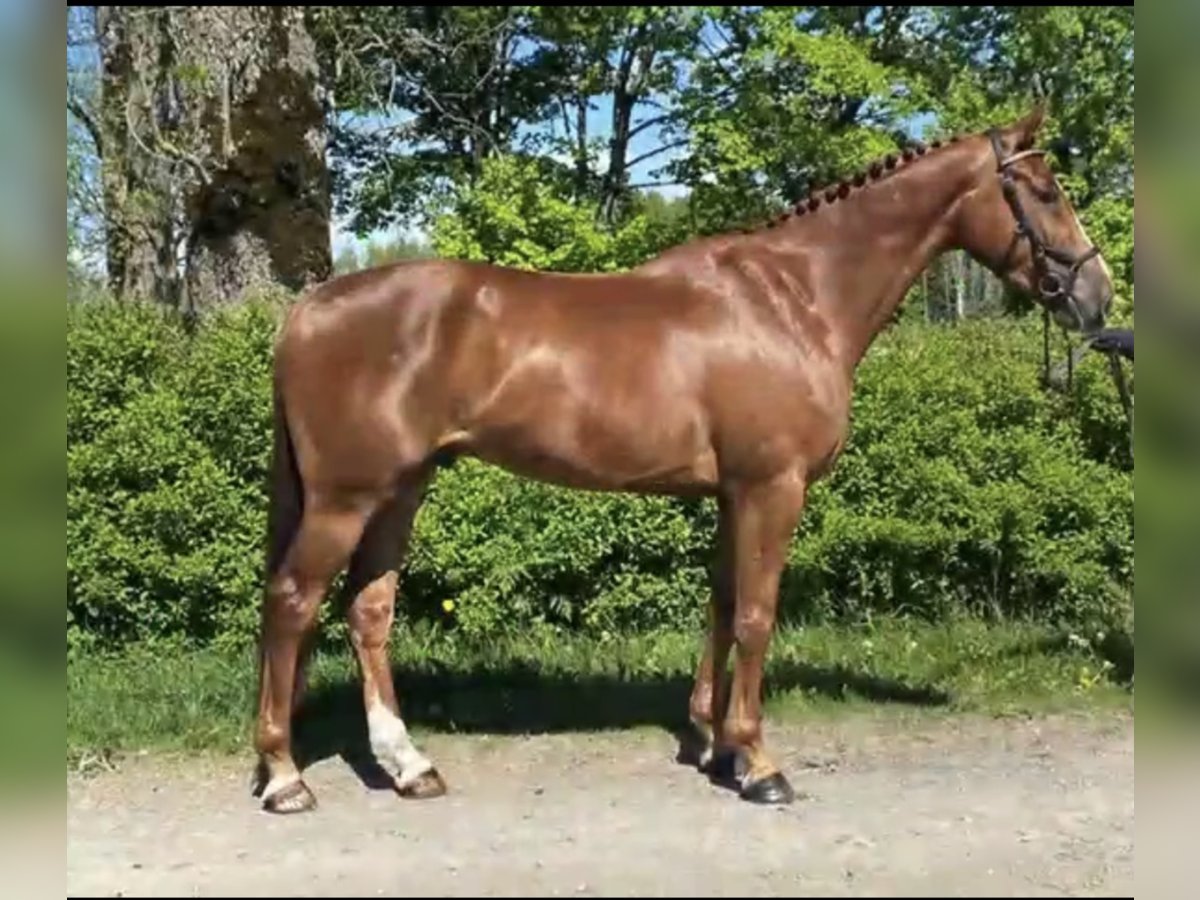 Zweeds warmbloed Ruin 8 Jaar 164 cm Donkere-vos in Västerås