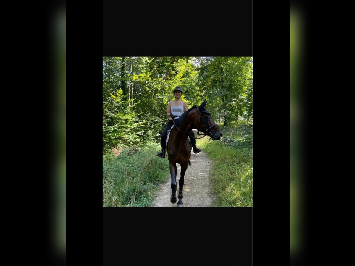 Zweeds warmbloed Ruin 9 Jaar 171 cm Donkerbruin in Kernen im Remstal