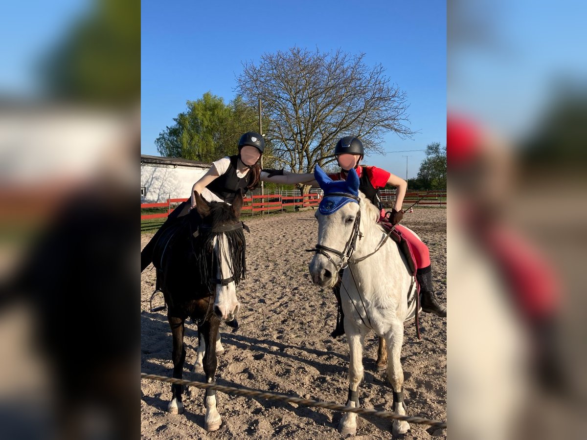 Zwei Mädels suchen zwei liebe Reitbeteiligungen Zwei Mädels suchen zwei liebe Reitbeteiligungen