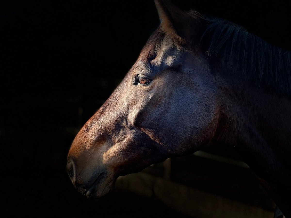 Zweibrucker Caballo castrado 13 años 170 cm Castaño in Bechtheim