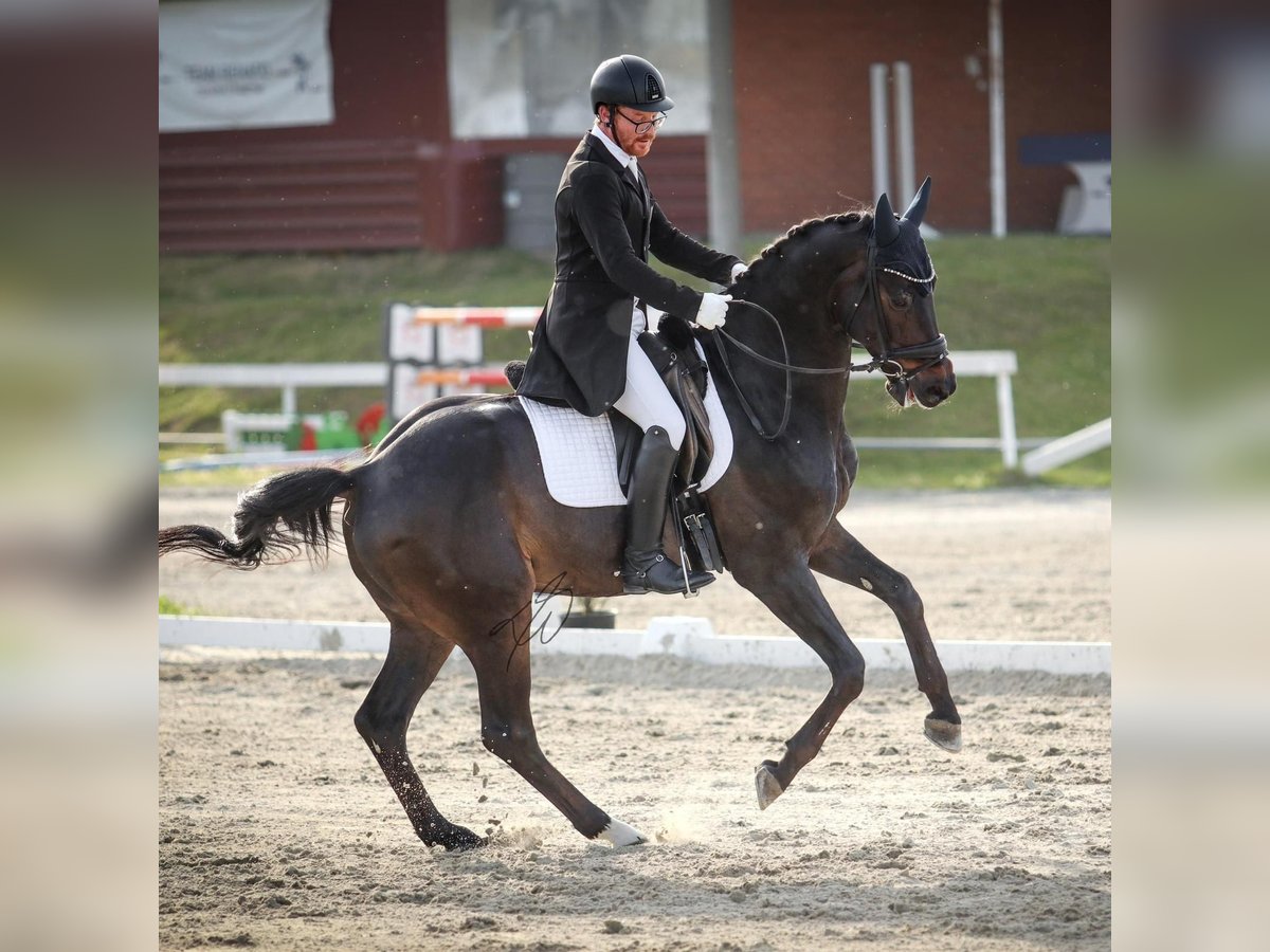 Zweibrucker Caballo castrado 13 años 170 cm Castaño oscuro in Ljubljana