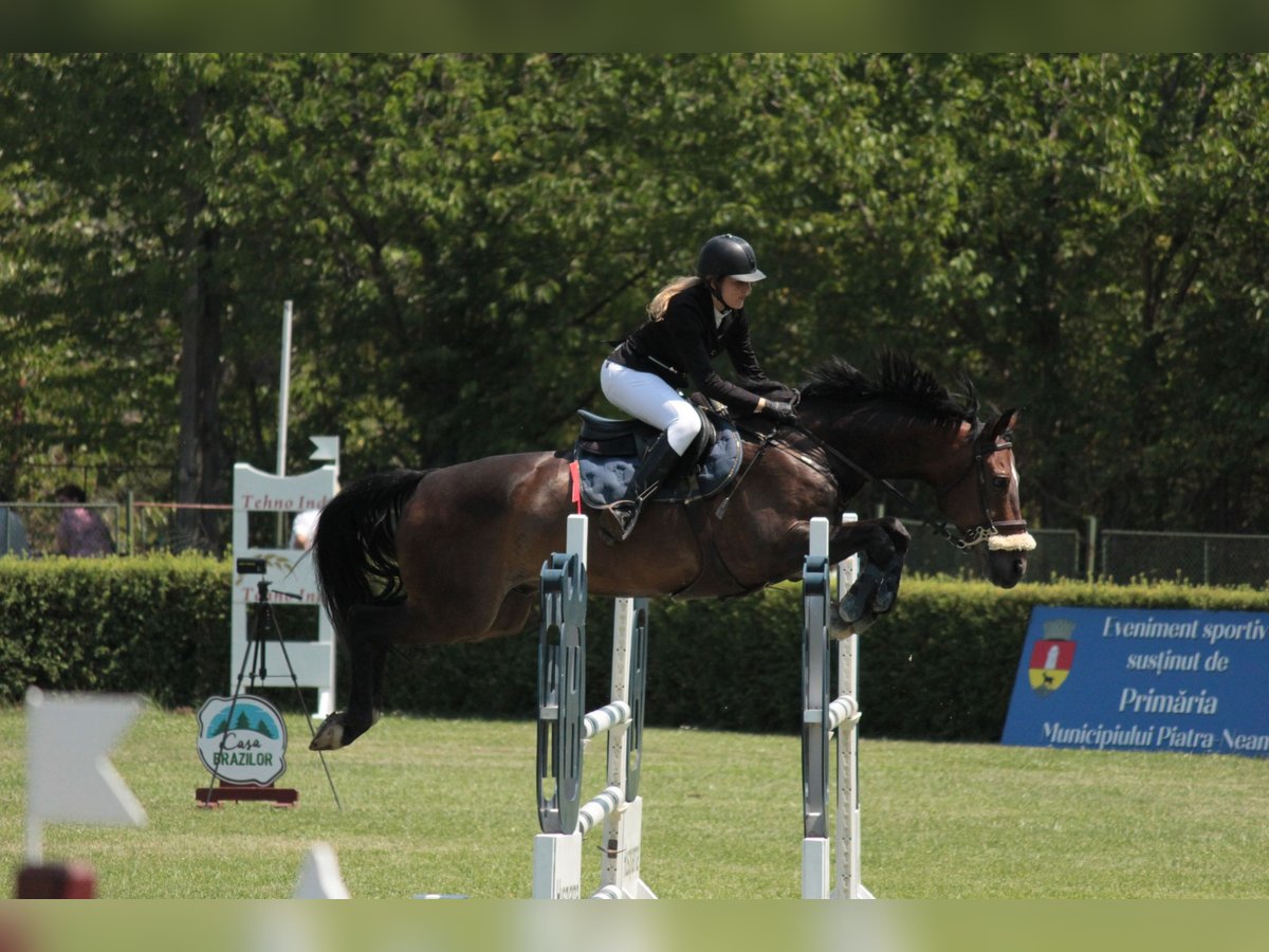 Zweibrucker Caballo castrado 14 años 172 cm Castaño in Remetea