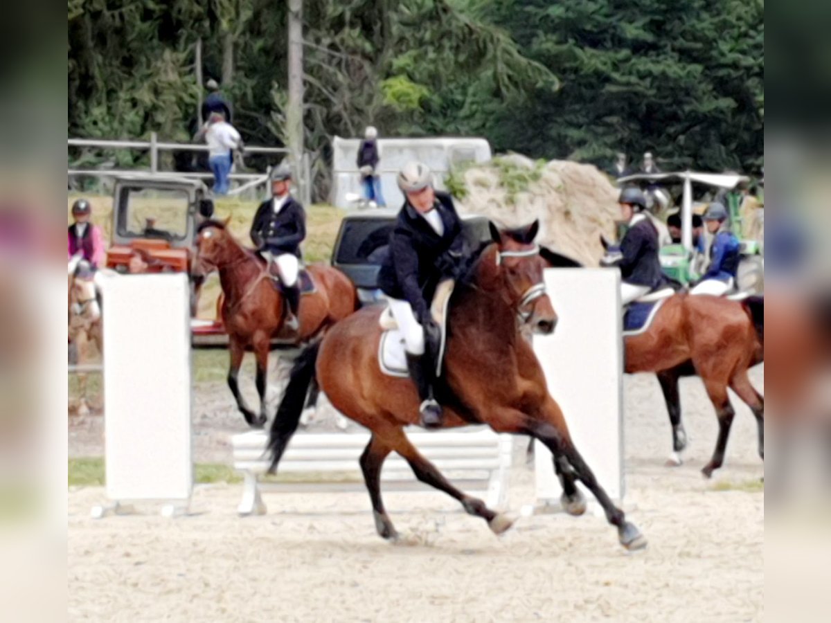 Zweibrucker Caballo castrado 14 años 181 cm Castaño in Bad Berleburg