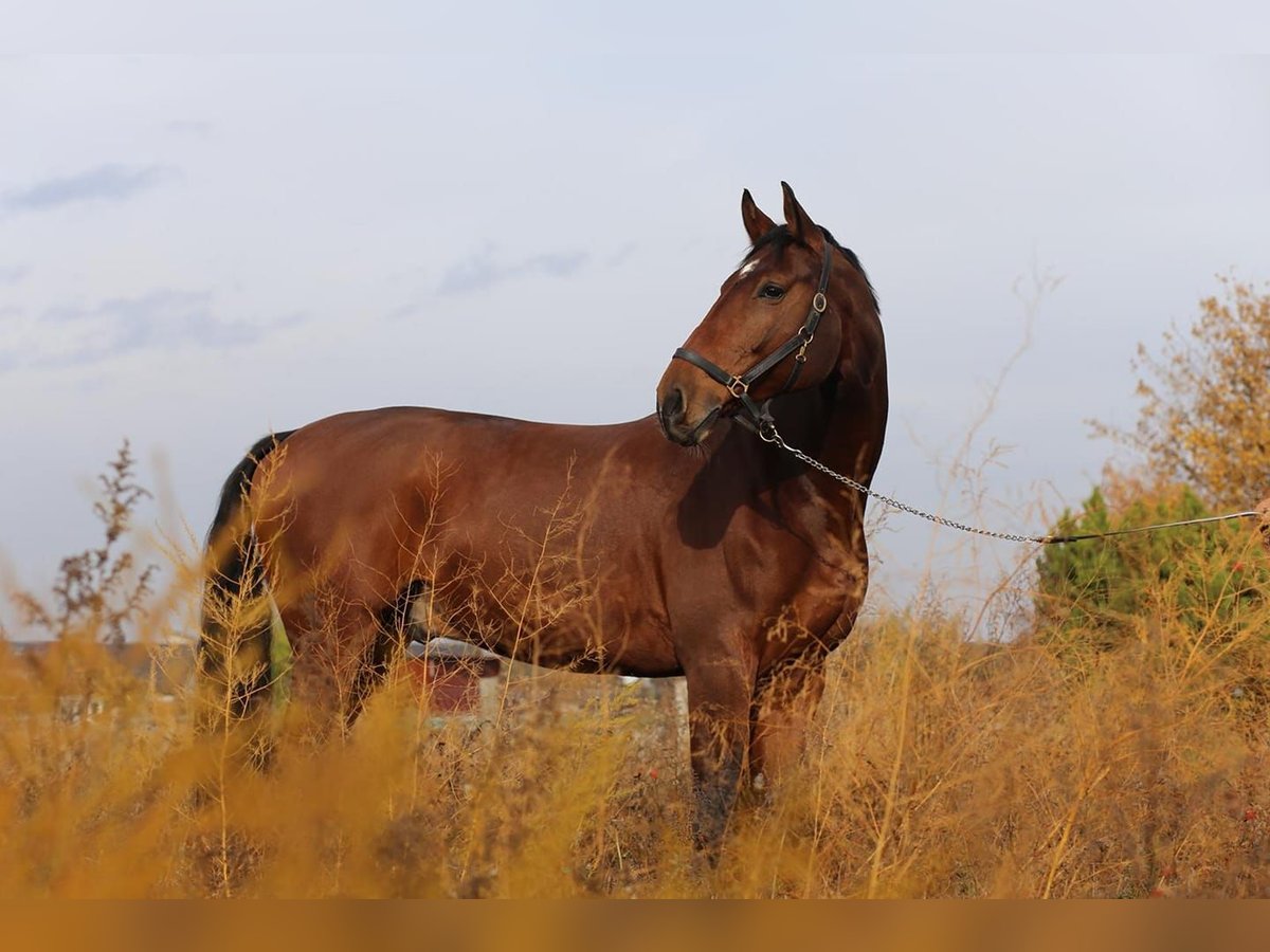 Zweibrucker Caballo castrado 14 años 184 cm Castaño in Hofheim am Taunus