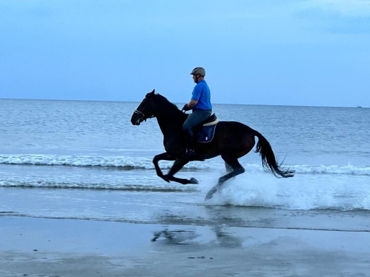 Zweibrucker Caballo castrado 15 años 181 cm Castaño in Bad Berleburg