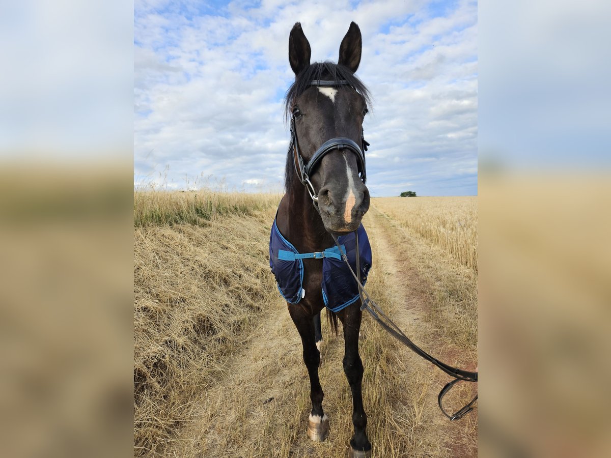 Zweibrucker Caballo castrado 16 años Morcillo in Sulzbachtal