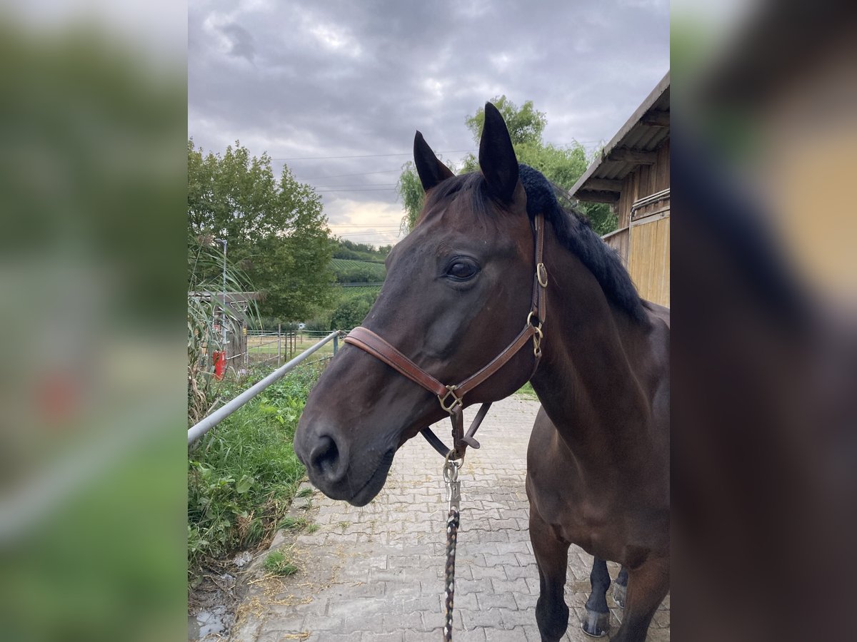 Zweibrucker Caballo castrado 17 años 168 cm Castaño oscuro in Alzey