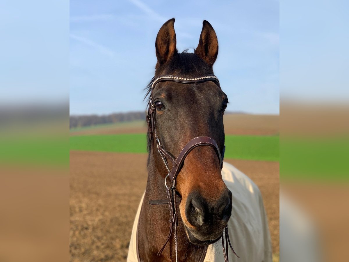 Zweibrucker Caballo castrado 19 años 172 cm Castaño oscuro in Würzburg