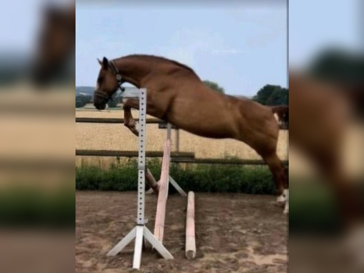 Zweibrucker Yegua 17 años 166 cm Alazán in Kalefeld