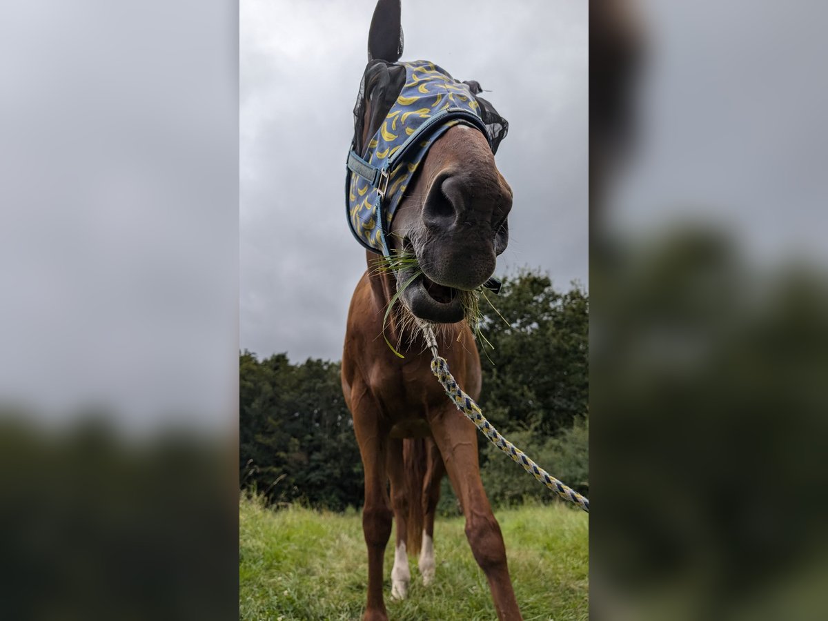 Zweibrucker Yegua 23 años 164 cm Alazán in Dietzenbach