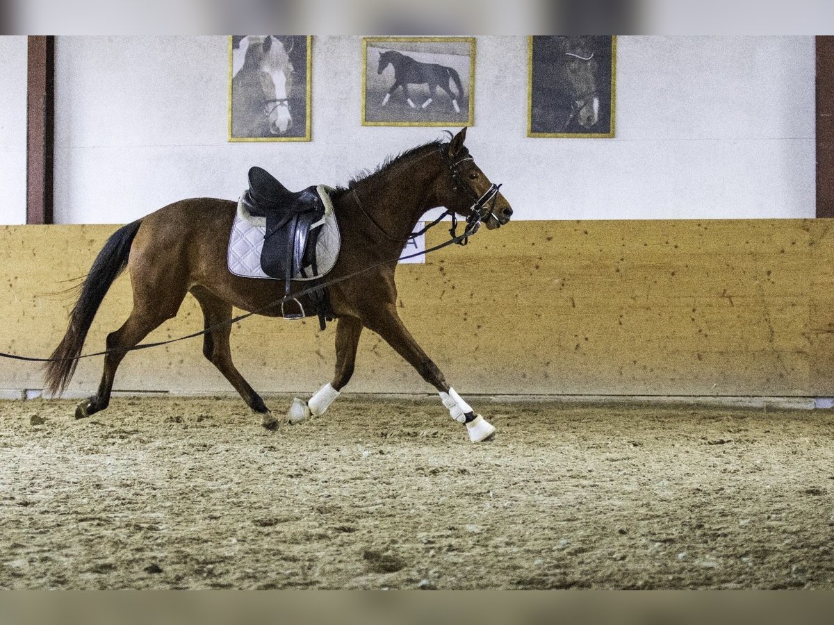 Zweibrucker Yegua 3 años 163 cm Castaño in Osburg