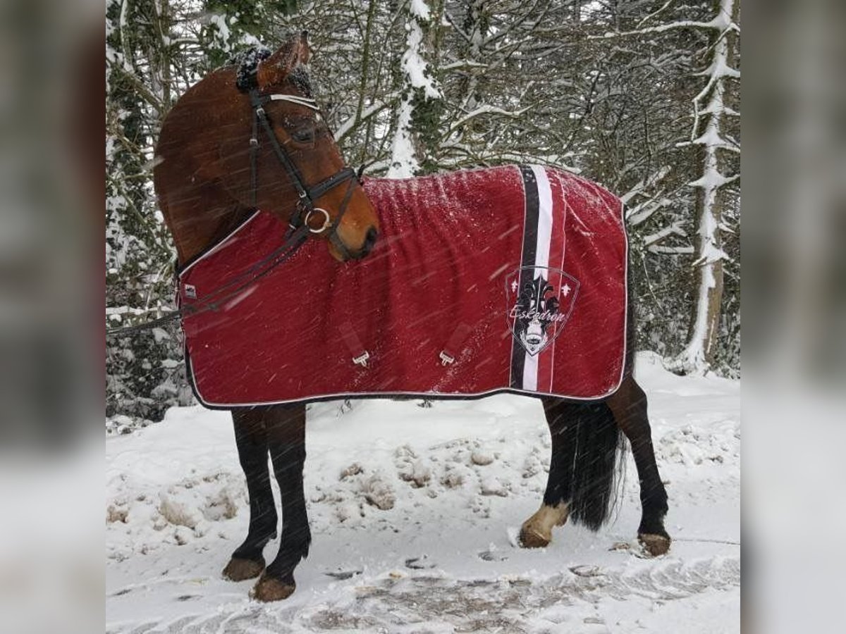 Zweibrückens Étalon 17 Ans 180 cm Bai in Lindlar