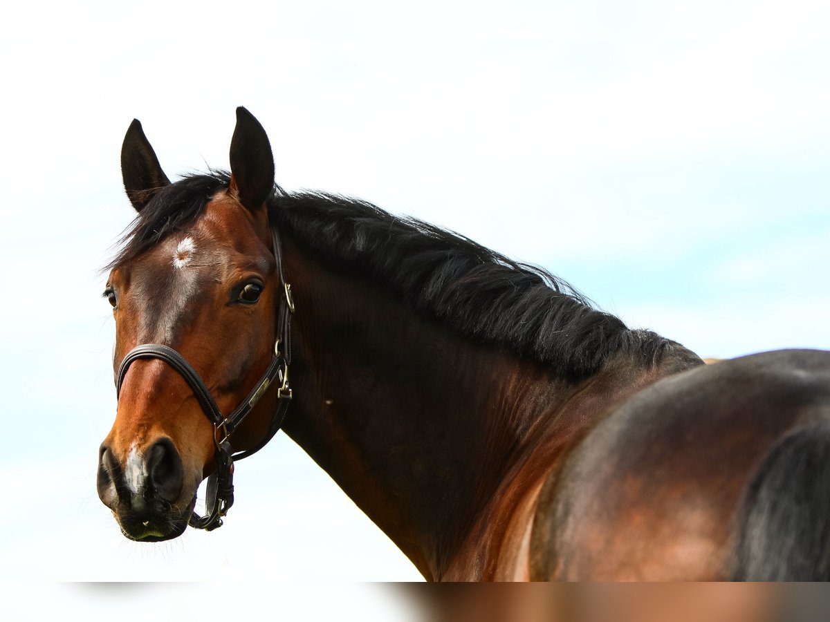 Zweibrückens Hongre 14 Ans 168 cm Bai brun in Selters (Taunus)