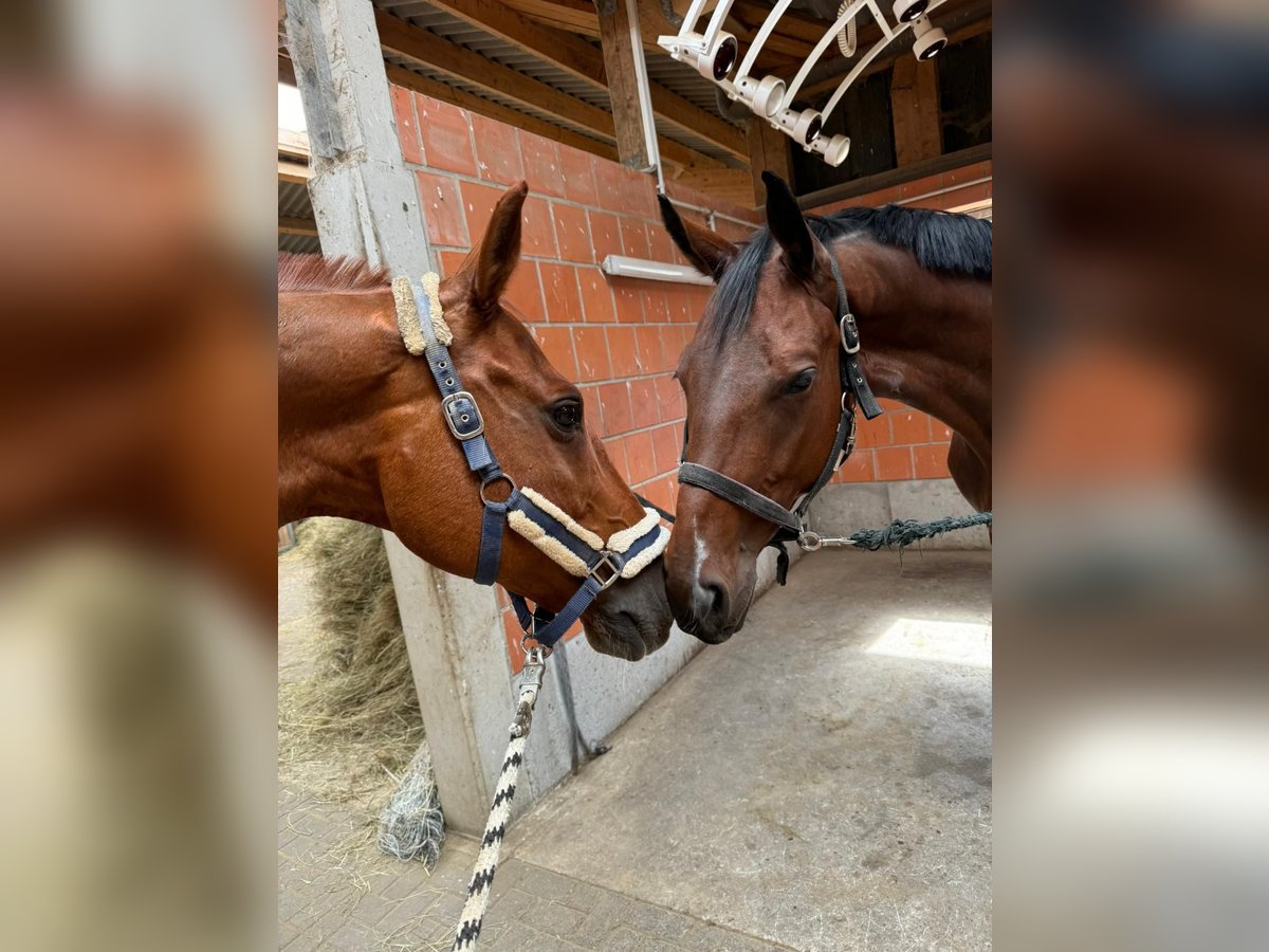 Zweibrückens Hongre 15 Ans 168 cm Alezan in Bad Camberg-Dombach