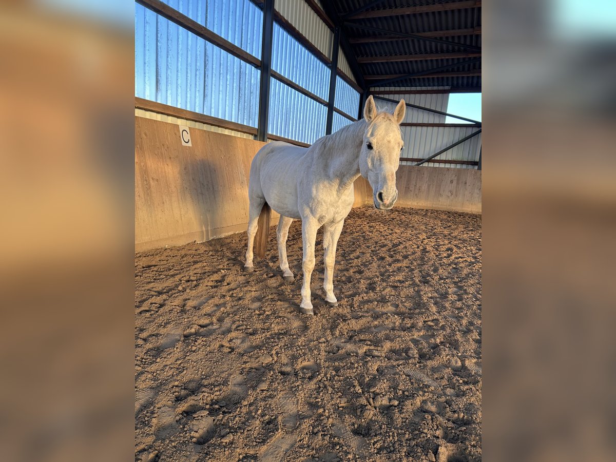 Zweibrückens Hongre 20 Ans 165 cm Gris in Lamstedt
