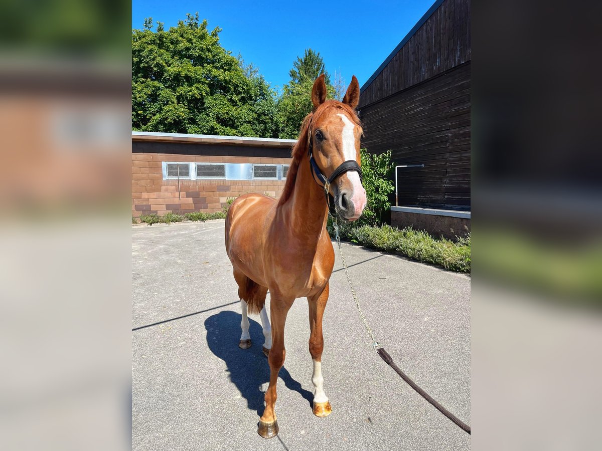 Zweibrückens Hongre 2 Ans 168 cm Alezan in Pirmasens