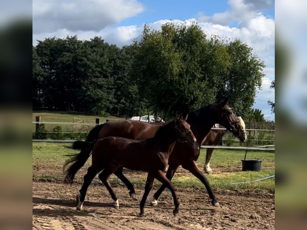 Zweibrückens Jument 12 Ans 165 cm Bai in Prettin