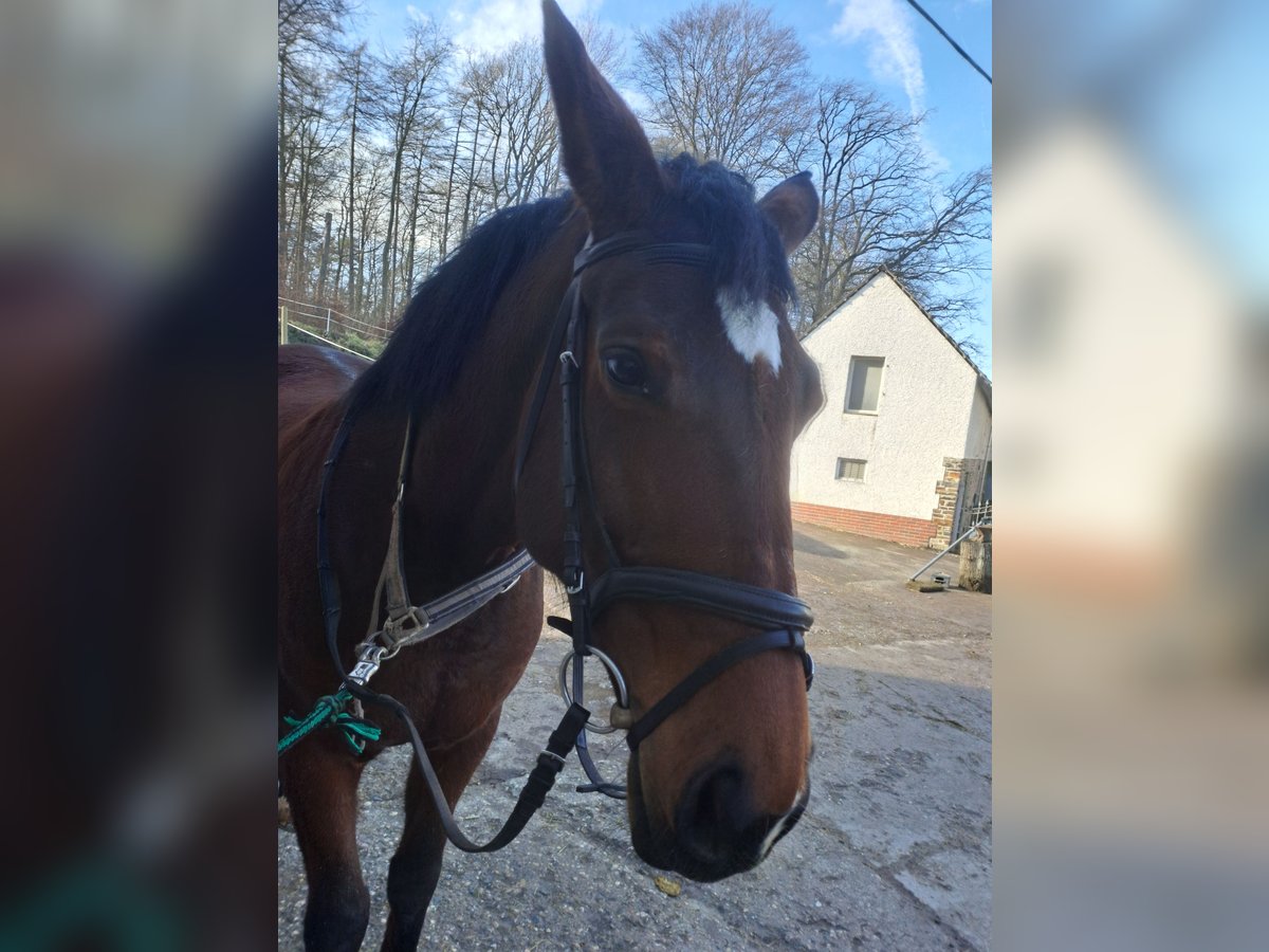 Zweibrückens Jument 13 Ans 172 cm Bai in Koblenz