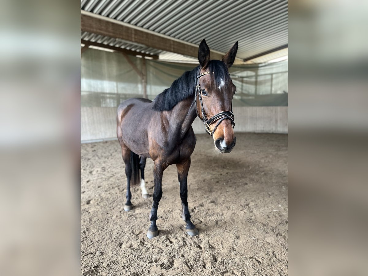 Zweibrückens Jument 4 Ans 164 cm Bai in Nonnweiler