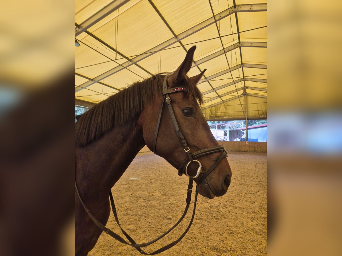 Zweibrückens Jument 4 Ans 167 cm Bai brun in Völklingen