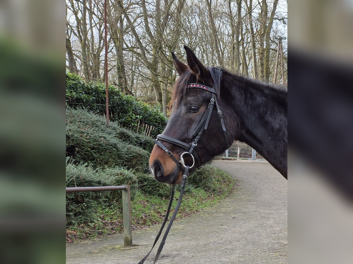 Zweibrückens Jument 5 Ans 170 cm Bai brun in Völklingen