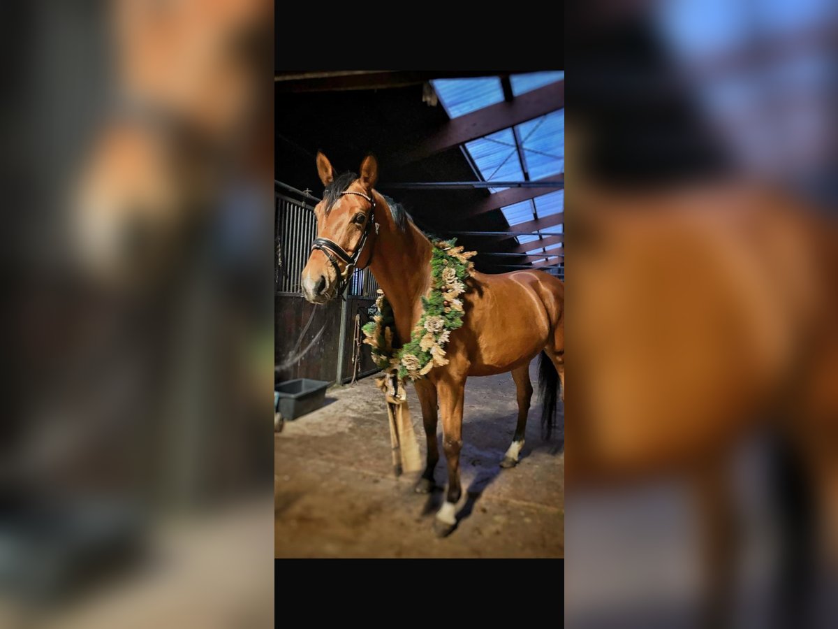 Zweibrücker Castrone 12 Anni 167 cm Baio in Mettlach