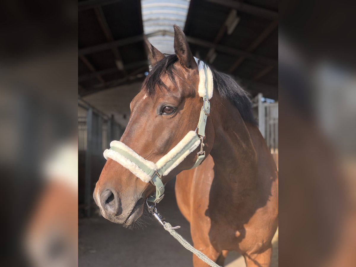 Zweibrücker Castrone 14 Anni 168 cm Baio scuro in Selters (Taunus)