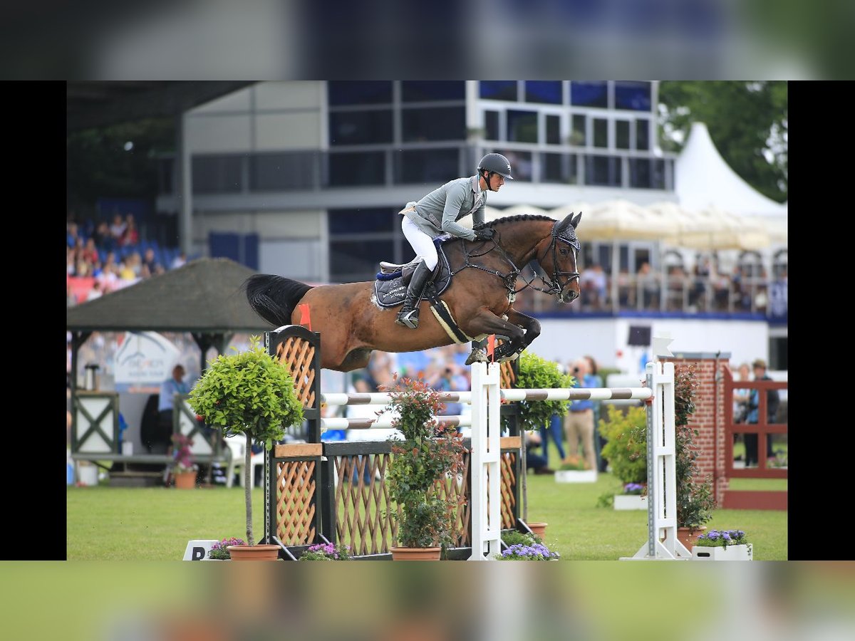 Zweibrücker Castrone 17 Anni 167 cm Baio in Haldensleben