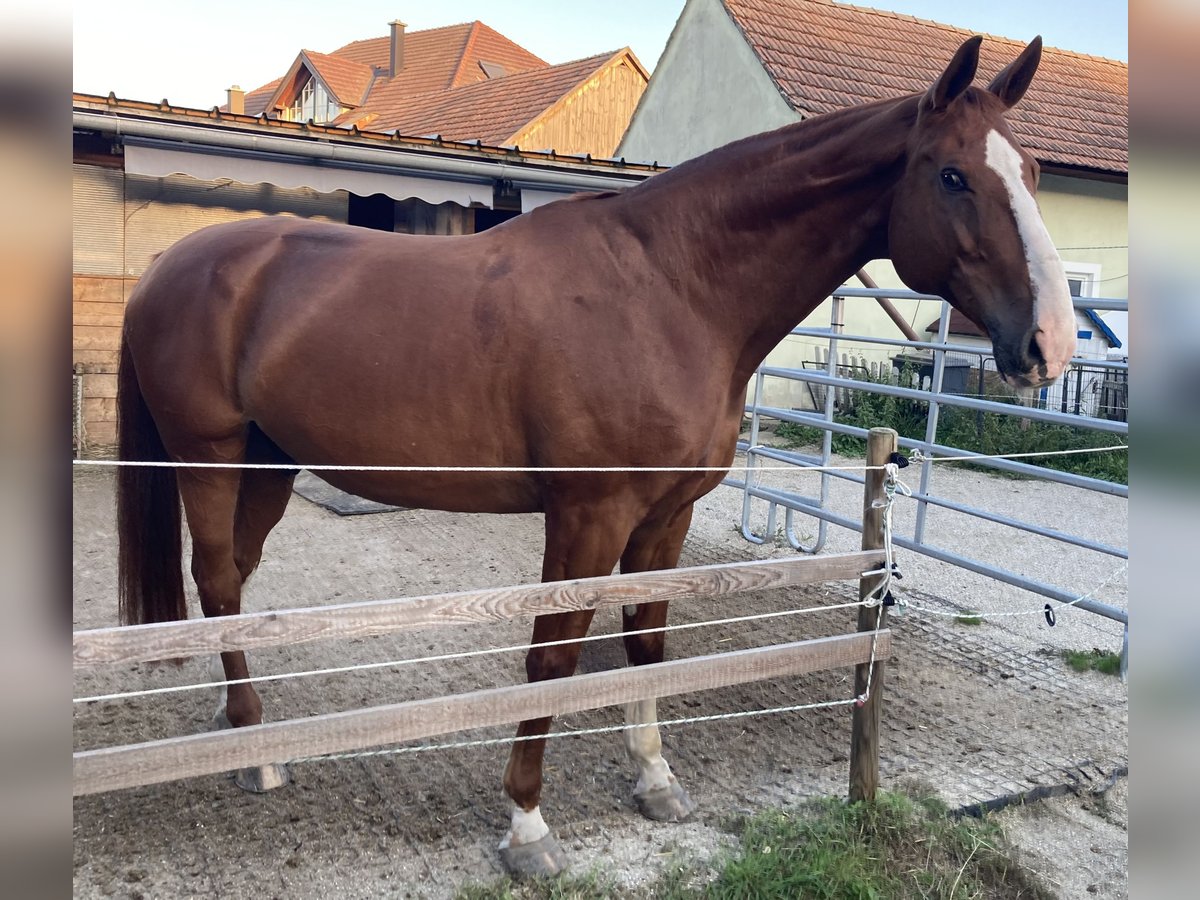 Zweibruecker Gelding 13 years 17,1 hh Sorrel in Stein an der Donau