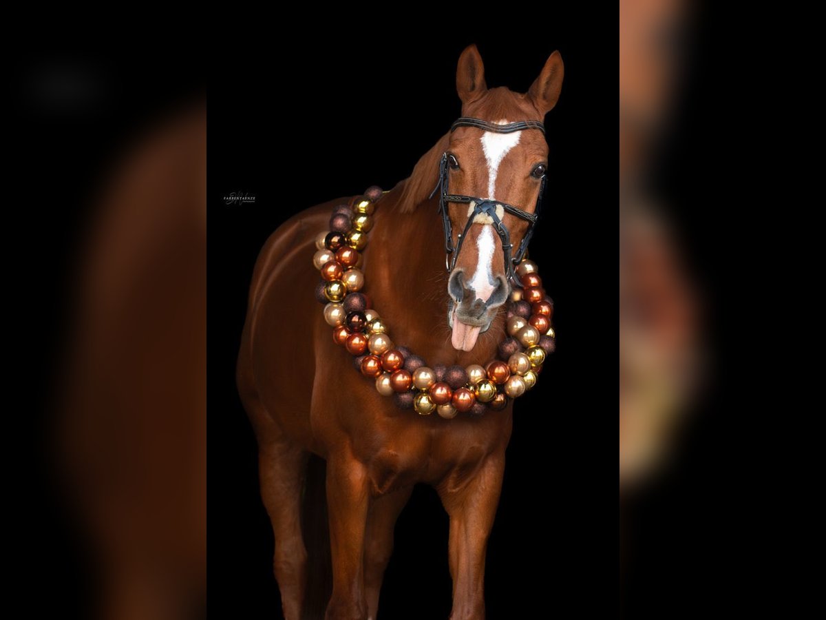 Zweibruecker Gelding 16 years 16 hh Chestnut-Red in Saarburg