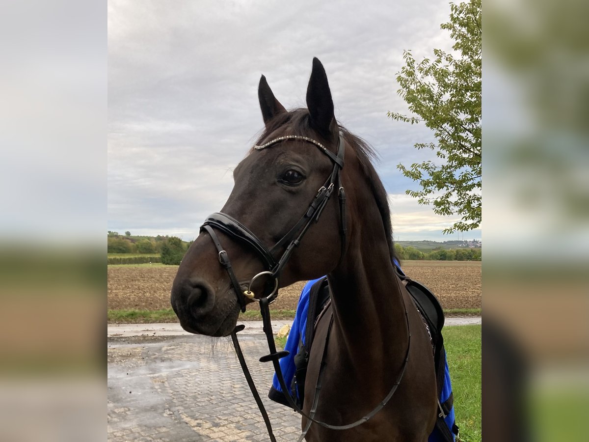 Zweibruecker Gelding 17 years 16,1 hh Bay-Dark in Alzey