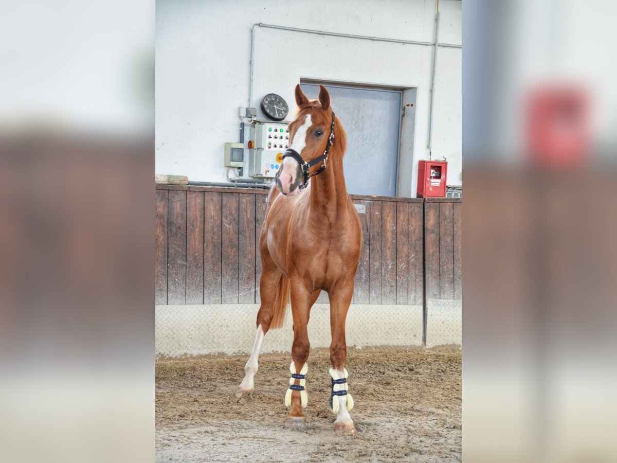 Zweibruecker Gelding 2 years 16,1 hh Chestnut-Red in Pirmasens