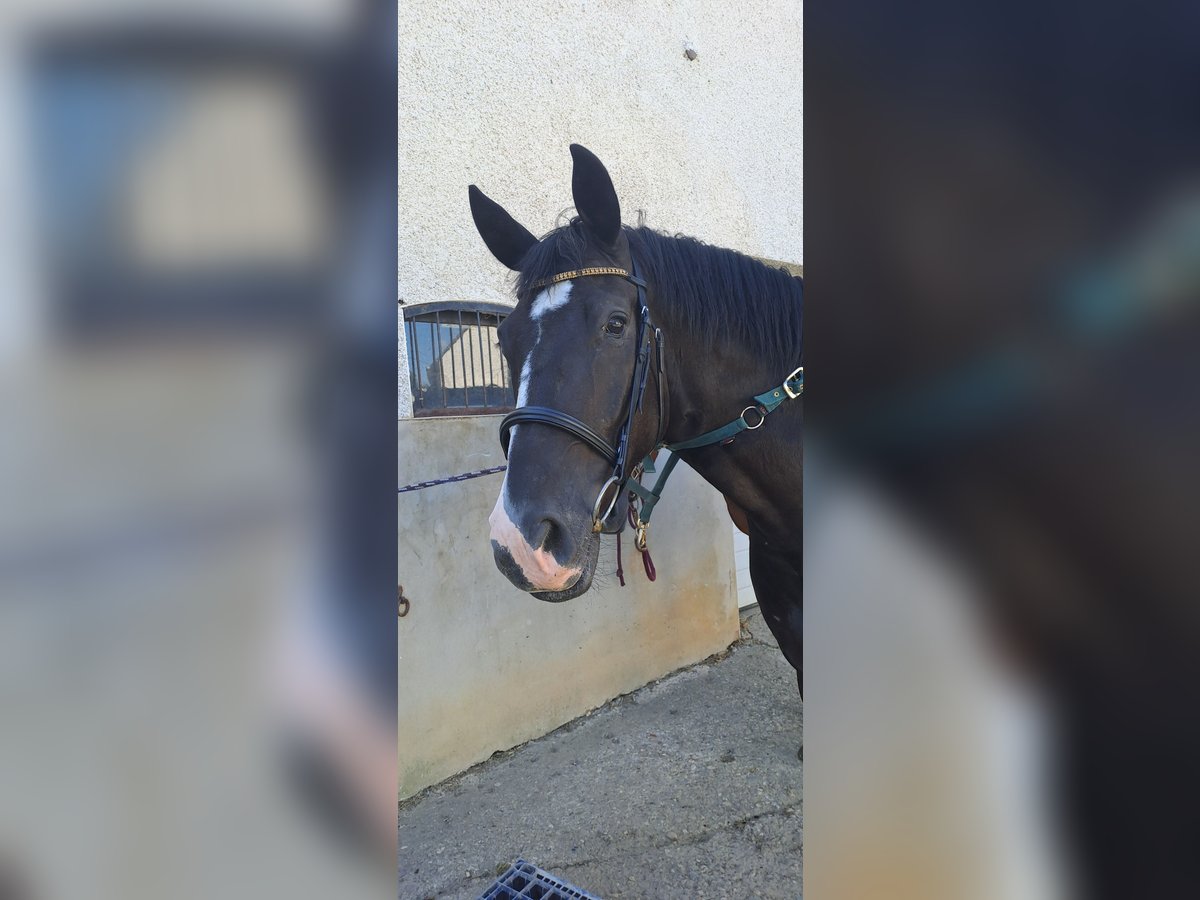 Zweibruecker Gelding 5 years 17 hh Black in Montabaur