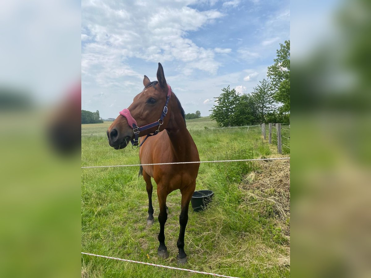 Zweibrücker Giumenta 13 Anni 175 cm Baio in Zeithain