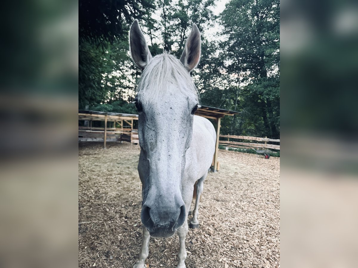 Zweibrücker Giumenta 15 Anni 173 cm Grigio trotinato in Pirmasens