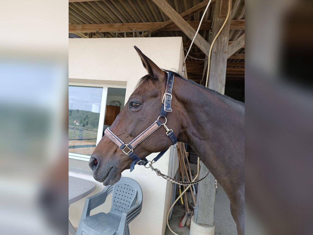 Zweibrücker Giumenta 16 Anni 160 cm Baio nero in Forges-les-Bains