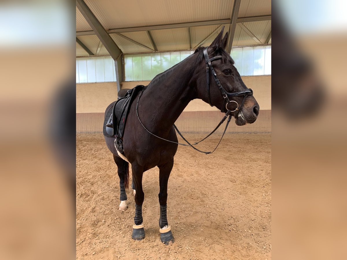 Zweibrücker Giumenta 17 Anni 165 cm Baio nero in Hofheim am Taunus