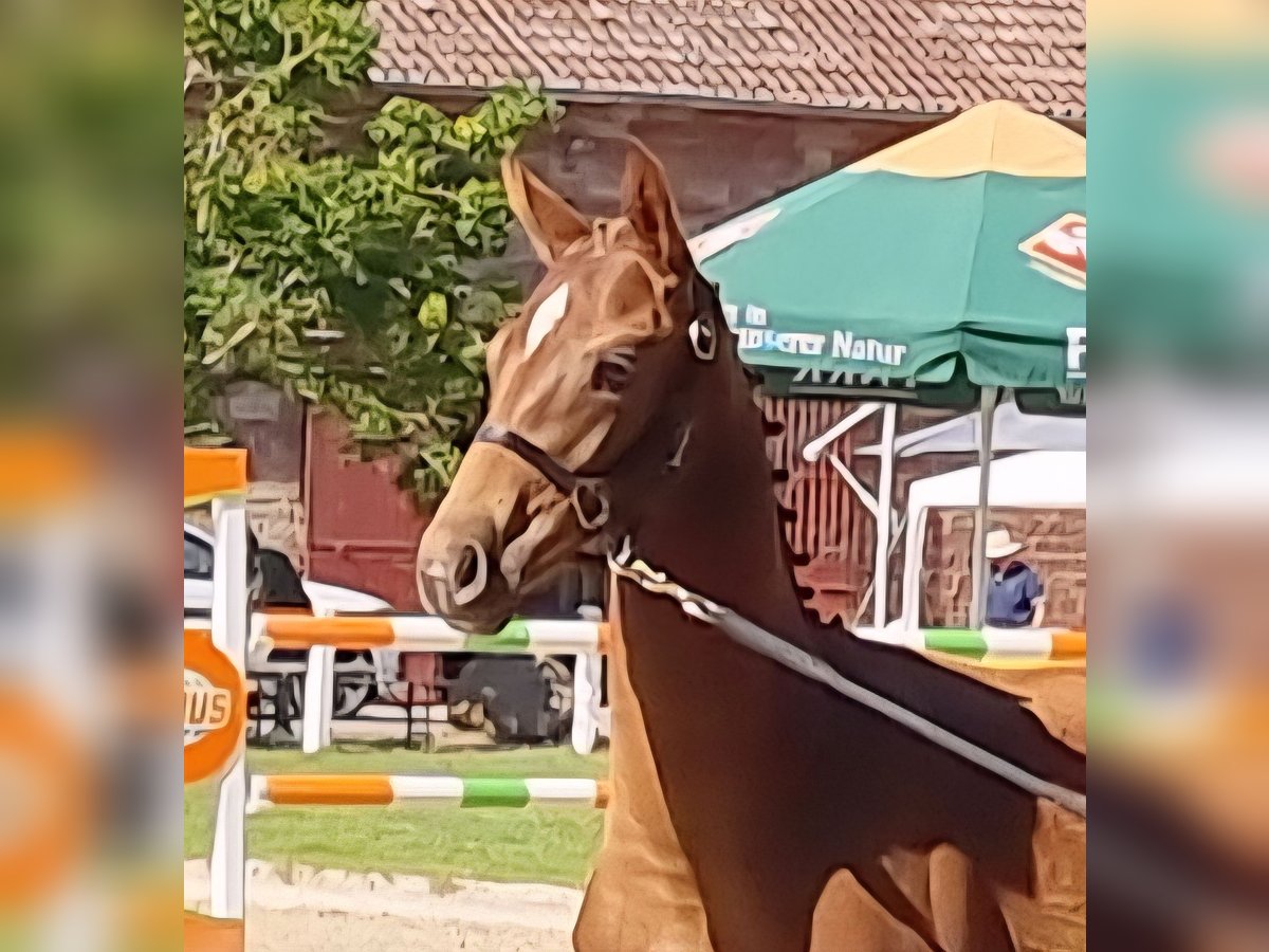 Zweibrücker Giumenta Puledri (03/2025) 170 cm Sauro scuro in Neupotz
