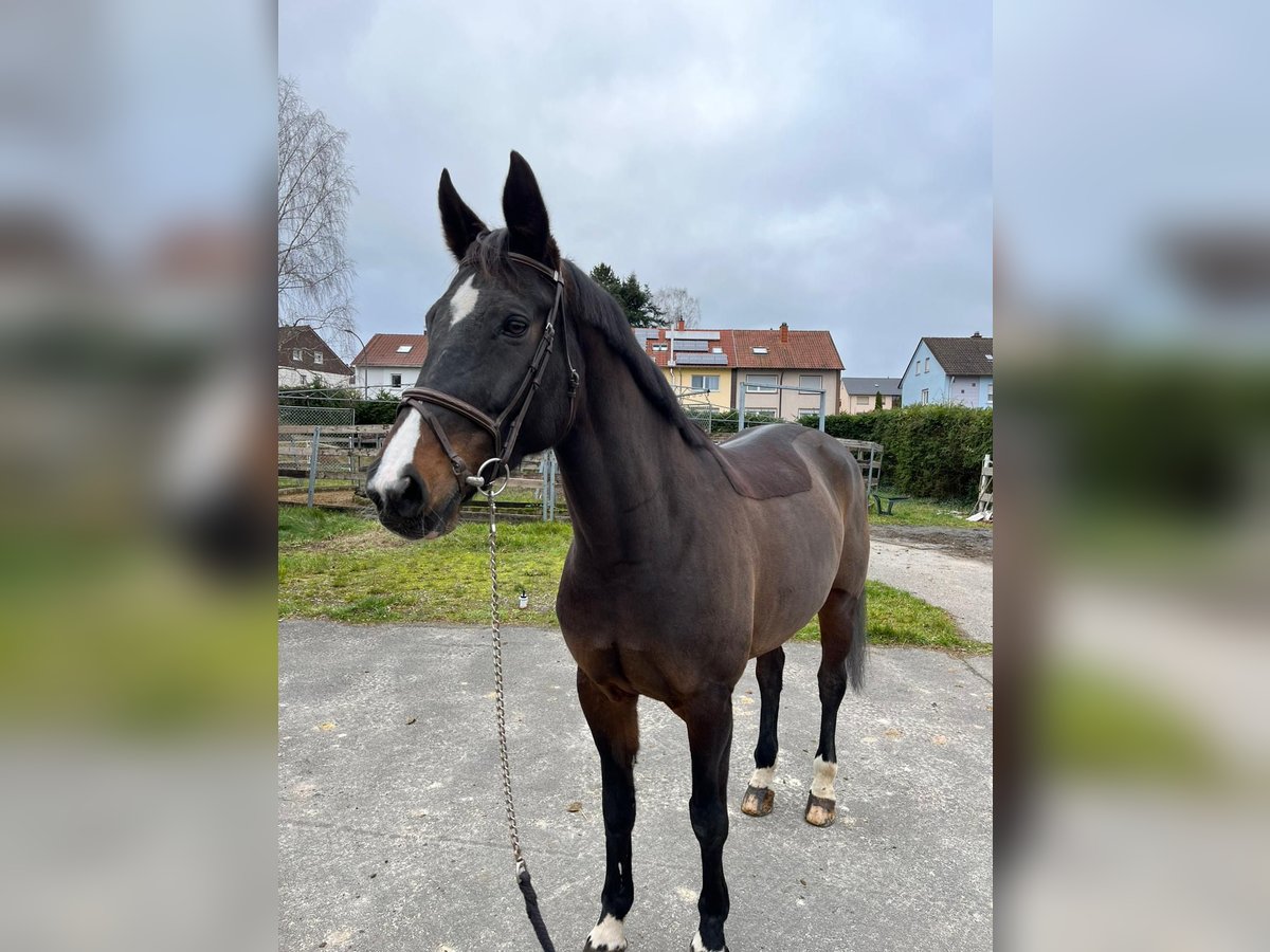 Zweibrücker Klacz 12 lat Ciemnogniada in Pirmasens